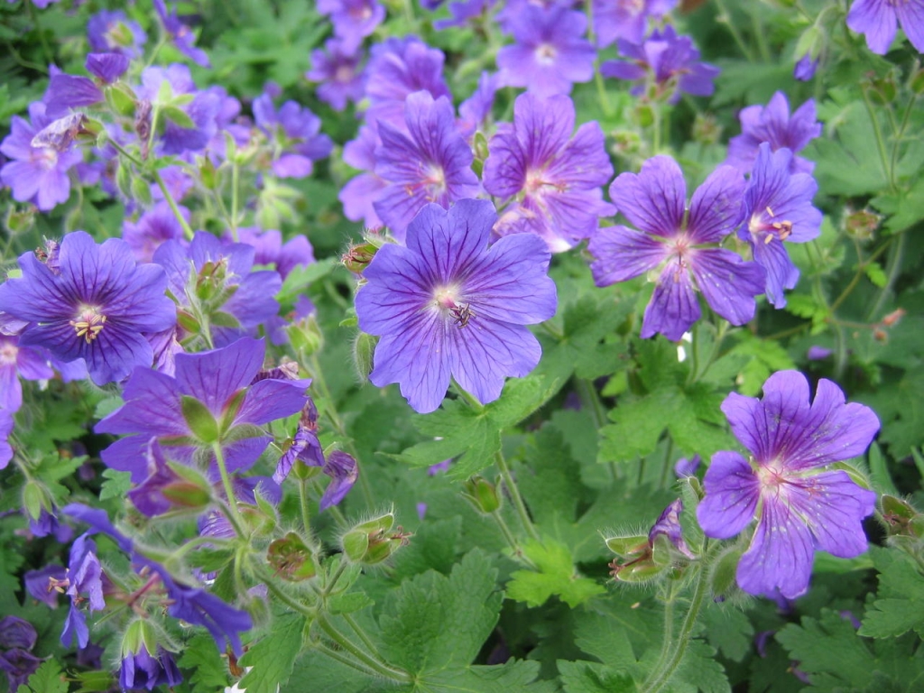 Geranium 'Blue Sunrise'